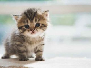 Umur Berapa Anak Kucing Boleh Makan Nasi?