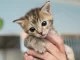 Apakah Kutu Telinga Kucing Menular ke Manusia?