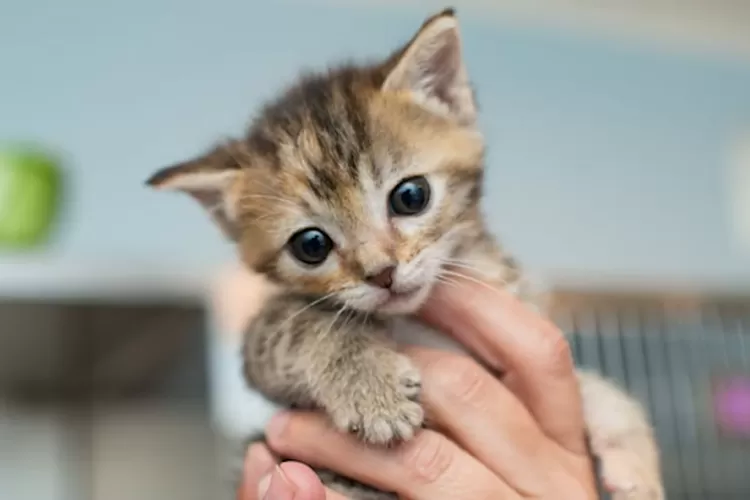 Solusi Anak Kucing Baru Lahir Tidak Mau Menyusu