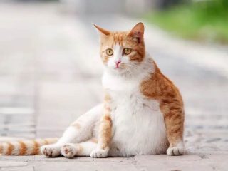 6 Tanaman Yang Tidak Disukai Kucing