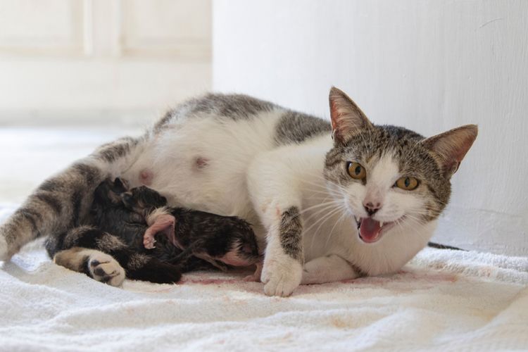Cara Mengetahui Usia Kehamilan Kucing