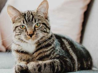 Batas Toleransi Makanan Kucing Kadaluarsa