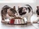 8 Makanan Pelebat Bulu Kucing