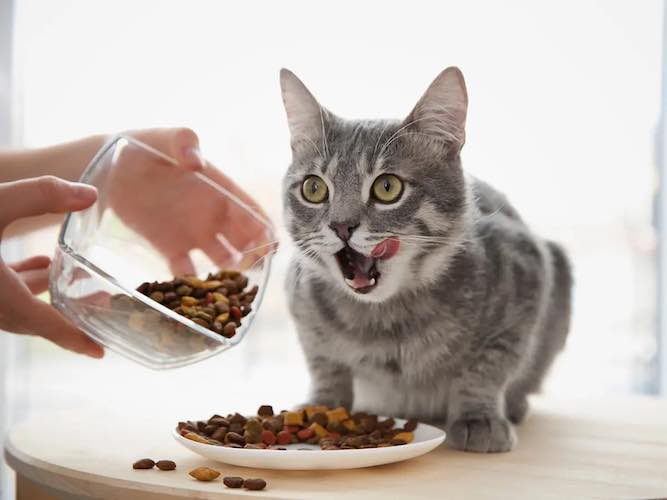 Makanan Untuk Kucing Yang Pemilih
