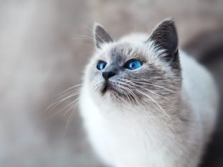 9 Tanaman dan Rumput Yang Disukai Kucing