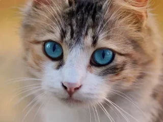 Cara Mengawinkan Kucing Jantan Penakut