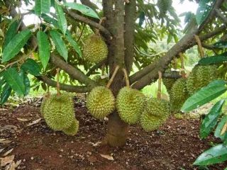 Cara Merawat Pohon Durian Yang Hampir Mati