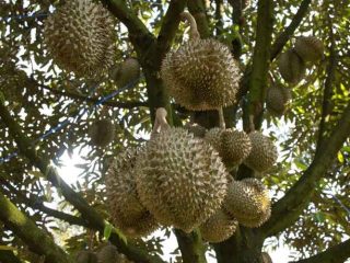 Berapa Tahun Pohon Durian Berbuah?