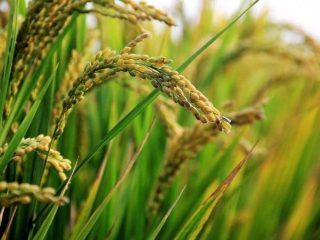 6 Tanaman yang Menjanjikan Masa Depan