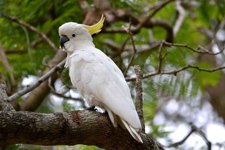 8 Burung yang Bisa Bicara Di Indonesia