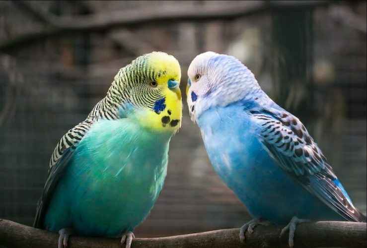8 Burung yang Bisa Bicara Di Indonesia