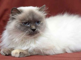 Apakah Ikan Pindang Bikin Bulu Kucing Rontok?