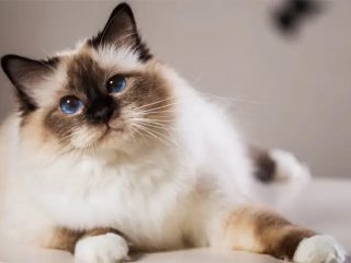 12 Rekomendasi Nama Kucing Jawa Untuk Jantan dan Betina