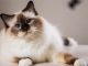 12 Rekomendasi Nama Kucing Jawa Untuk Jantan dan Betina