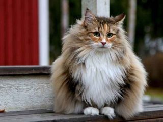 Cara Membuat Kucing Nafsu Makan