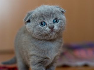 Vitamin Kucing Setelah Melahirkan