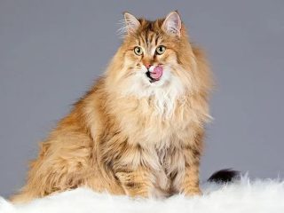 Cara Menjaga Kesehatan Kucing