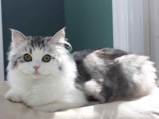 Cara Mengatasi Kucing Tidak Bisa Mengeong