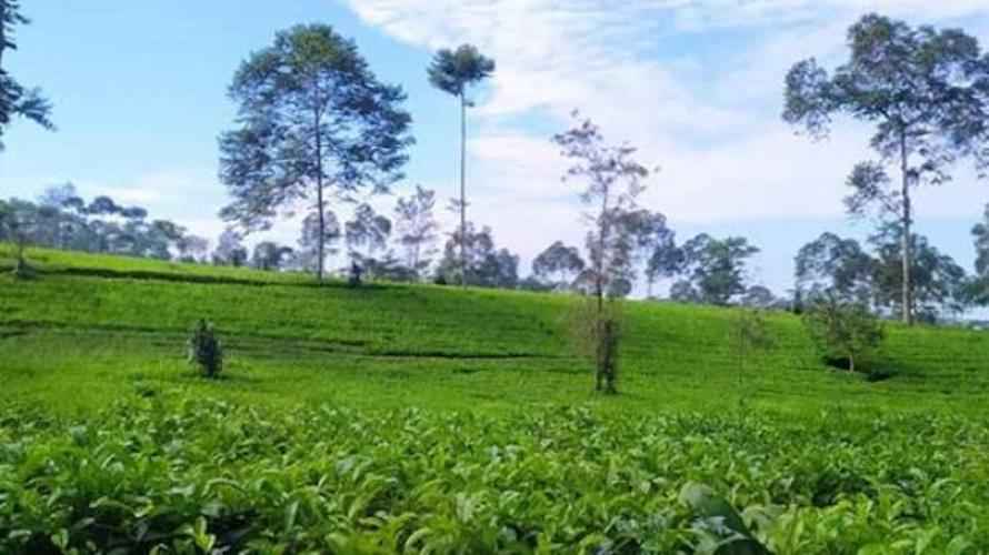 10 Tempat Wisata di Wonosobo Untuk Anak dan Keluarga yang Murah dan Lagi Hits
