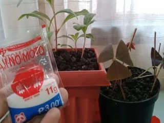 Cara Memakai Micin Ajinomoto Untuk Tanaman