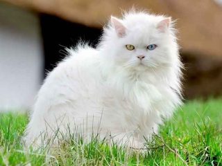 10 Aplikasi Untuk Mencari Kucing Hilang