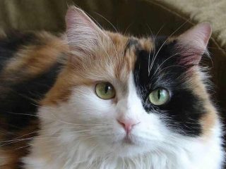 Cara Mengatasi Kucing Keracunan