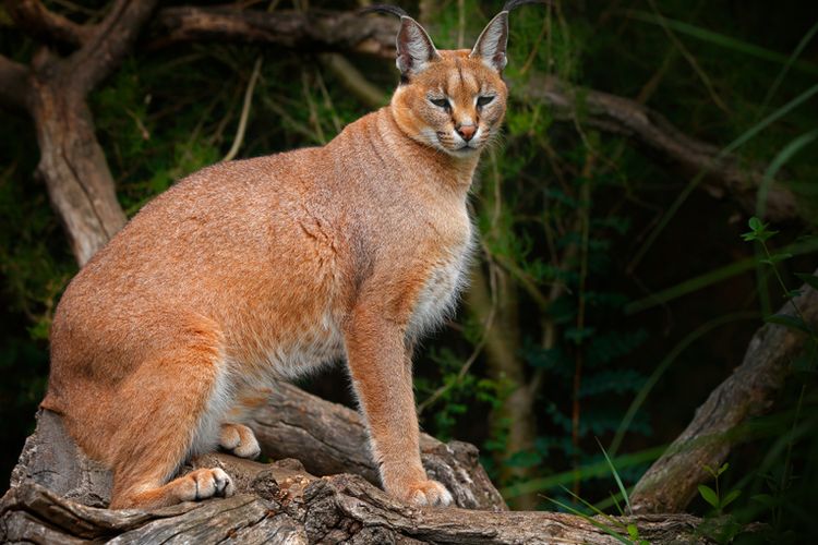 7 Jenis Kucing Afrika Yang Harus Kamu Ketahui