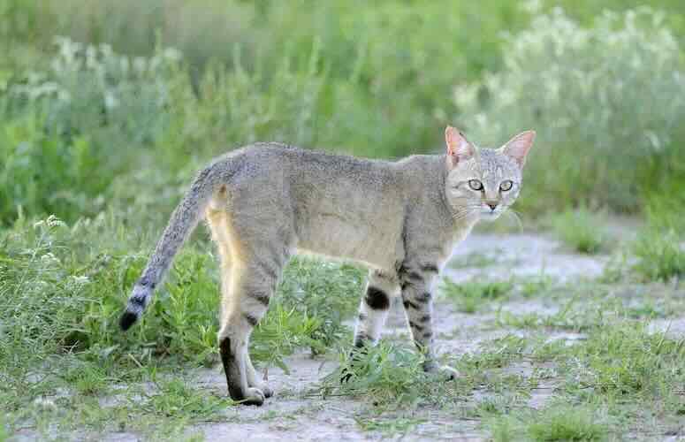 Bolehkah Kucing Memakan Kecoa?