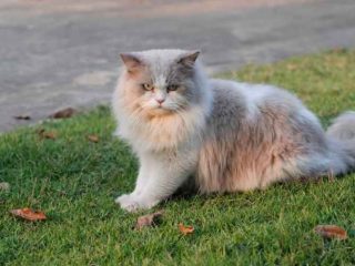 Rincian Biaya Grooming Kucing