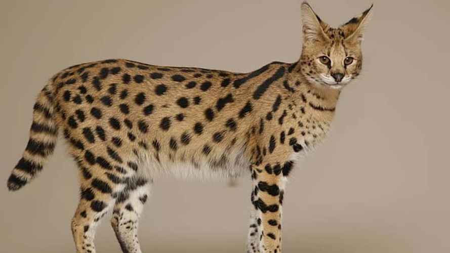7 Jenis Kucing Afrika Yang Harus Kamu Ketahui