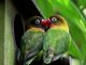 Penyakit Mata Pada Lovebird