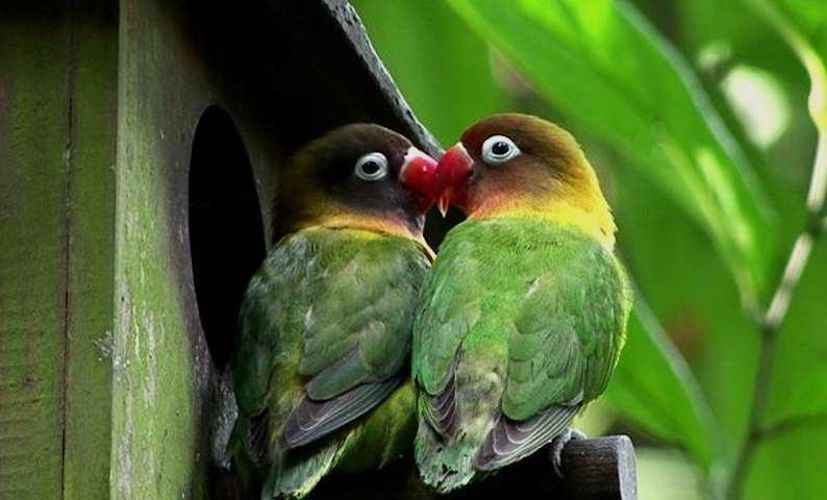 Perbedaan Lovebird Jantan dan Betina