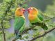 Cara Mengatasi Mata Lovebird Sering Merem