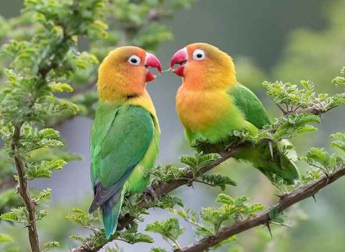10 Buah dan Sayuran Untuk Lovebird