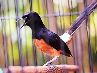 Umur Berapa Murai Batu Mabung ke 2?