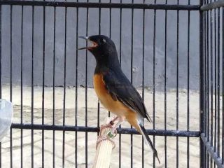 8 Ciri-Ciri Burung Murai Batu Mabung Pertama