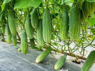 Cara Memberikan Pupuk Untuk Melebatkan Buah Timun