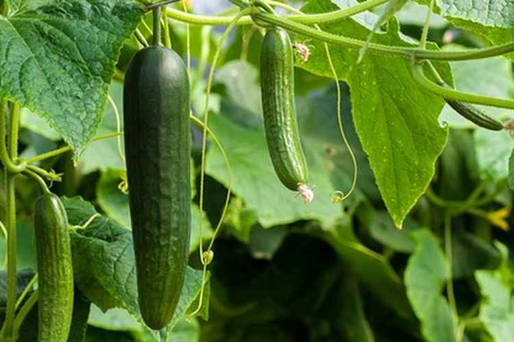 Pupuk Untuk Melebatkan Buah Timun