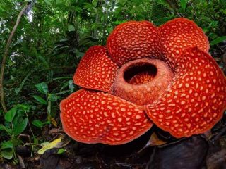 7 Bunga Langka Yang Ada di Indonesia