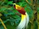 5 Manfaat Burung Cendrawasih Bagi Lingkungan