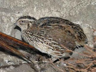 10 Manfaat Daging Burung Puyuh Untuk Kesehatan