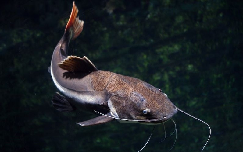 6 Ikan Air Tawar Yang Mengandung Protein Tinggi