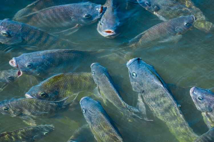 6 Ikan Air Tawar Yang Mengandung Protein Tinggi
