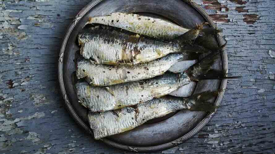Apakah Ikan Pindang Bikin Bulu Kucing Rontok?