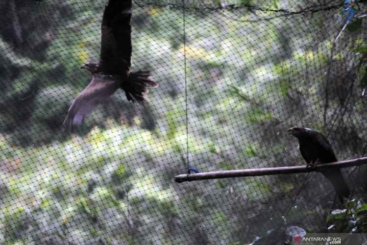 Tempat-Tempat yang Dikunjungi Untuk Melihat Penangkaran Burung Elang