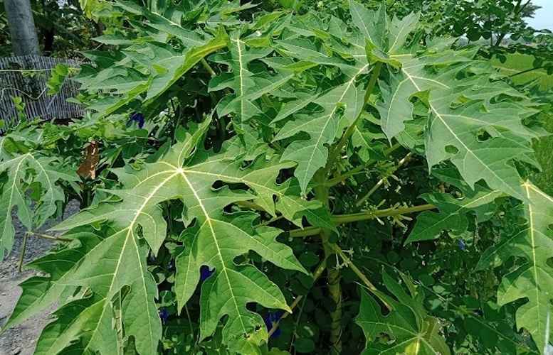 Manfaat Daun Pepaya Untuk Merpati