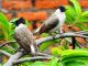 13 Jenis Burung Kutilang Yang Bisa Kamu Ketahui