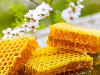 Madu Berbusa Amankah Dimakan?